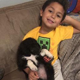 Pyredoodle and Sheepadoodle Puppies from Davis Family Doodles