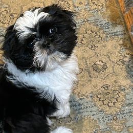 Girl 2 - Shih Tzu puppy in Royal Oak, Maryland from CID Love