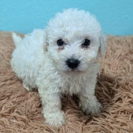 Shrek- green spot - White male Bichon Frise puppy in Carthage, Missouri from Cooley's Cuddle Pups