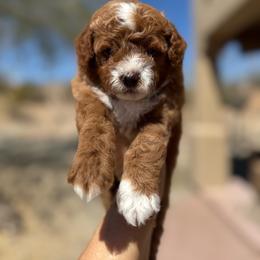 Thumper - Red  male Goldendoodle puppy in Goodyear, Arizona from GAMMIE’S DOODLES
