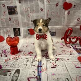 Will - Sable and white male Collie puppy in Chilhowie, Virginia from Jolly Collies