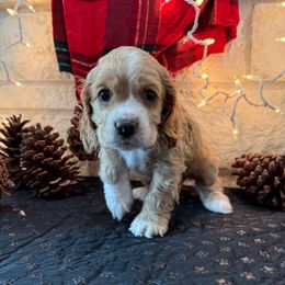 Blue Boy - Buff and white male Cocker Spaniel puppy in Ardmore, Oklahoma from Grace Cocker Spaniels
