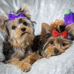 French Bulldogs and Yorkshire Terriers from Royaltydayyorkies