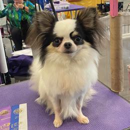 Luke - Chihuahua