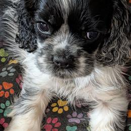 Bruno - Blue roan and tan male Cocker Spaniel puppy in Hernando, Florida from Blackwater Kennel
