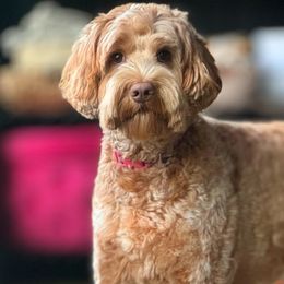 Maggie - Australian Labradoodle