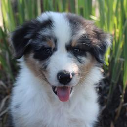 Australian Shepherd Puppies from Knight's Aussies