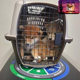 Shiba Inu Puppies from Sunset State Shiba