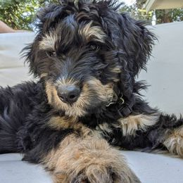 Bernedoodle and Shih Tzu Puppies from Route 66 Poodles & Doodles, Sapphire Shih-tzu's of Ohio
