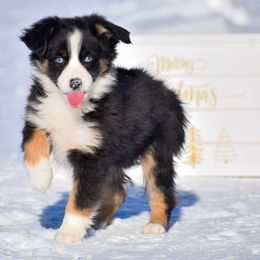 Amelia - Black tri female Miniature Australian Shepherd puppy in Akeley, Minnesota from Rustic Original Aussies