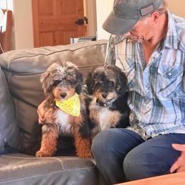 Yuma - Blue merle male Bernedoodle puppy in Wickenburg, Arizona from Houskerville Doodles
