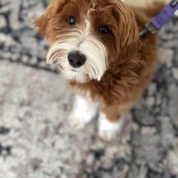 Ivy - Goldendoodle