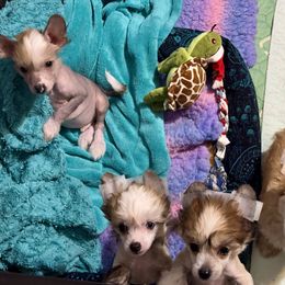 Chinese Crested and Yorkshire Terrier Puppies from FronkLinn Kennel