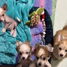 Chinese Crested and Yorkshire Terrier Puppies from FronkLinn Kennel