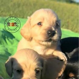 CCM3 cream-red - Cream male Dachshund puppy in Carthage, Texas from Rafter C Ranch Doxies