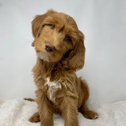 Maylene - Red  female Goldendoodle puppy in Calhoun, Georgia from FamilyLoved Doodles