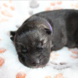 Purple - Agouti and white female Siberian Husky puppy in Le Sueur, Minnesota from Tevana Siberians LLC