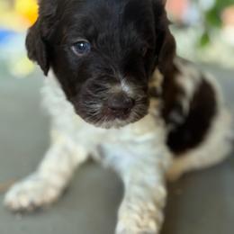 Topaz - Chocolate male Labradoodle puppy in Somerset, California from Annie’s Animals