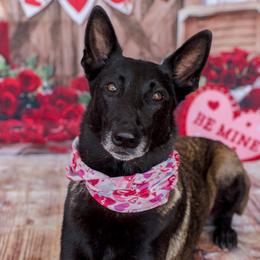 Katan - Belgian Malinois