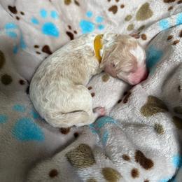 Cashew - Yellow and white male Bernedoodle puppy in Kensington, Ohio from Hickory Hideaway Doodles