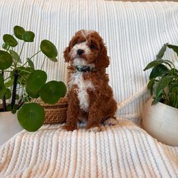 Cavapoo Puppies from White Creek