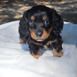 Fancy - Black and tan female Dachshund puppy in Irvington, Alabama from Christopher's Dachshunds