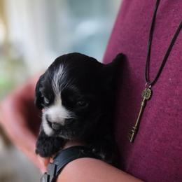 Faith - Black and tan female Cocker Spaniel puppy in Winston Salem, North Carolina from The Hearthstead