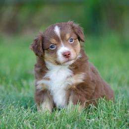 Pop - Red tri-color female Miniature American Shepherd puppy in Stephenville, Texas from Diamond H Aussies