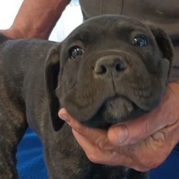 Boy 2 - Black Cane Corso puppy in Los Lunas, New Mexico from Top Gun Kennels NM