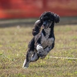 Poodle All Grown Up from Firefly Farm Poodles