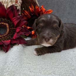 Jovie - Chocolate female Australian Labradoodle puppy in Denton, Texas from Liberty Hill Labradoodles