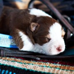David - Red tri-color male Australian Shepherd puppy in Paola, Kansas from Tiz Ranch
