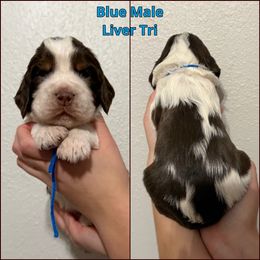 Blue Male - Liver white and tan male English Springer Spaniel puppy in Crockett, Texas from LL Gun Dogs, LLC