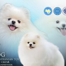 Fendi Tequila Home - Pomeranian
