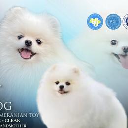 Fendi Tequila Home - Pomeranian