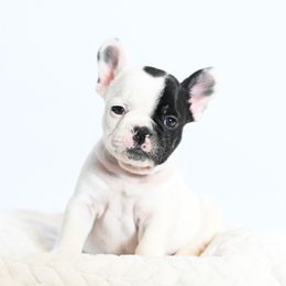 Dot - Brindle and white female French Bulldog puppy in Keeseville, New York from Big Sky Frenchies
