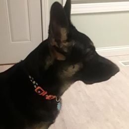 German Shepherd Puppies from Sandy’s Shepherds