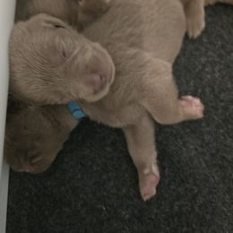 Labrador Retriever Puppies from Ellis Labs