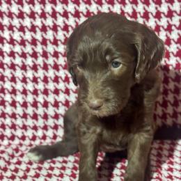 Nestle - Chocolate female Goldendoodle puppy in Tybee Island, Georgia from Castaway Doodles