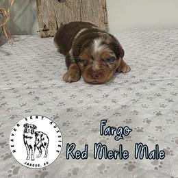Fargo - Red merle male Miniature Australian Shepherd puppy in Jaroso, Colorado from Heaven Sent Aussies