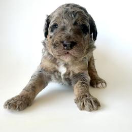 Crew - Blue merle male Bernedoodle puppy in Pulaski, Tennessee from Doodle My Heart
