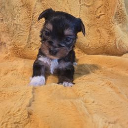 Jackson - Chocolate, tan and white male Yorkshire Terrier puppy in Clermont, Florida from Bella's Prissy Butts