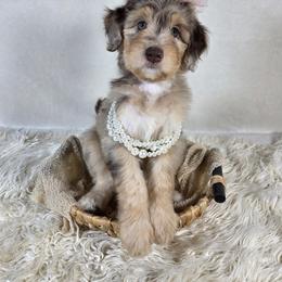 Aussiedoodle Puppies from The Cuddly Dood Ranch