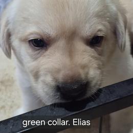 Elias Green collar - Yellow male Labrador Retriever puppy in Greenwich, Ohio from Pure Gem Kennel