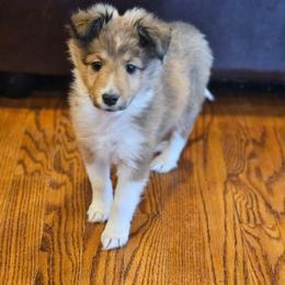 Latte - Sable and white female Shetland Sheepdog puppy in Gladbrook, Iowa from T Triple C Shelties