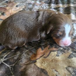 Fern - Red tri female Miniature Australian Shepherd puppy in Paris, Texas from Blue Envy Mini Aussies