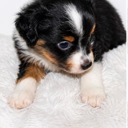 Beau - Black tri male Toy Australian Shepherd puppy in Wiggins, Colorado from Mile High Acres & Aussies