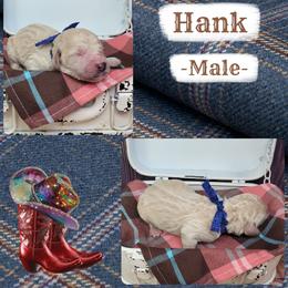 Hank - Apricot male Goldendoodle puppy in Grabill, Indiana from Rose's Doodles