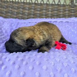 Lucy - Fawn female Bouvier des Flandres puppy in Buffalo, Missouri from Noble Bouviers