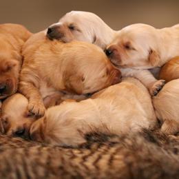 Golden Retrievers from Oak Hill Kennels